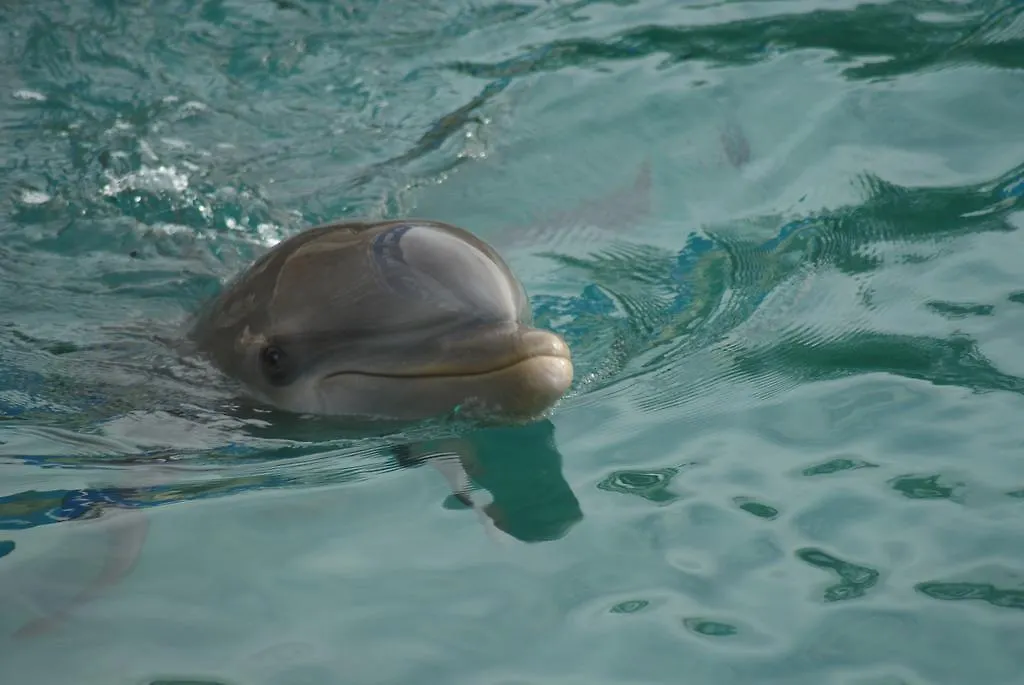 וילמסטאד Dolphins Jump@Curacao Ocean Resort דירה